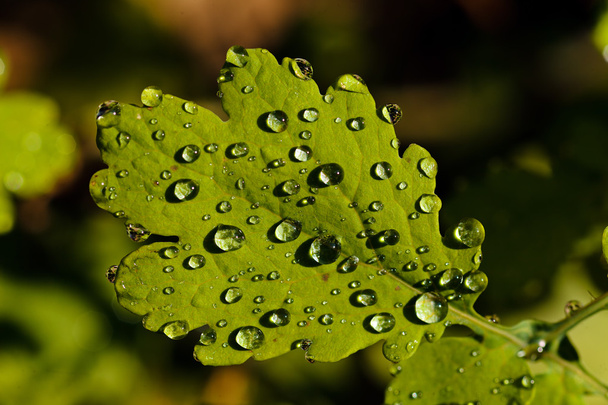 drops on the green leaf - 写真・画像