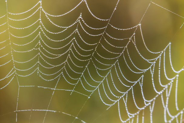 Ampiaishämähäkki, Argiope, vesipisaroiden peittämä hämähäkinverkko
 - Valokuva, kuva