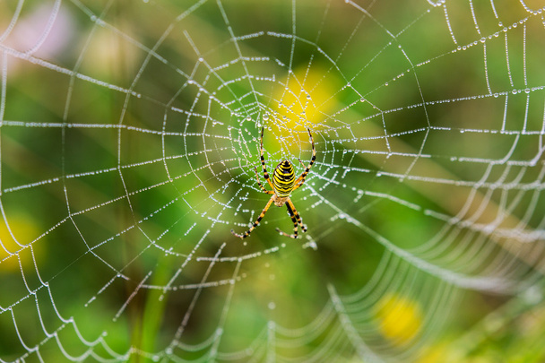 Guêpe araignée, Argiope, toile d'araignée couverte de gouttelettes d'eau
 - Photo, image