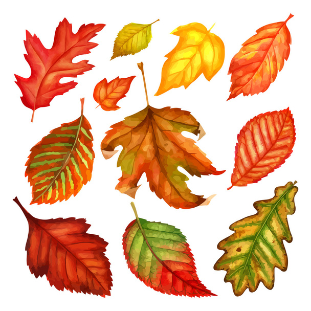 Autumn leaves a watercolor on a white background. vector illustration - Vetor, Imagem