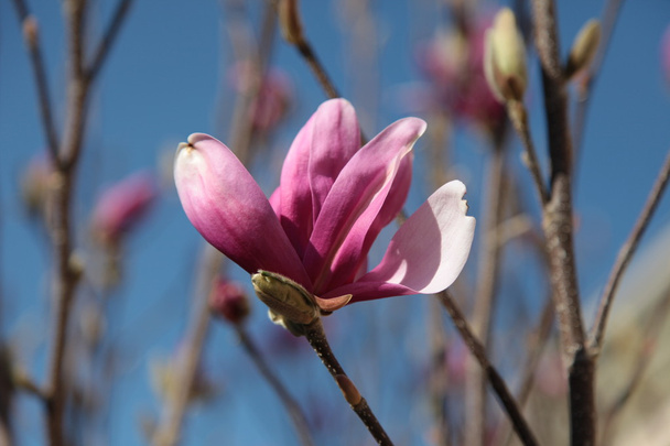 Magnolia λουλούδι 04 - Φωτογραφία, εικόνα