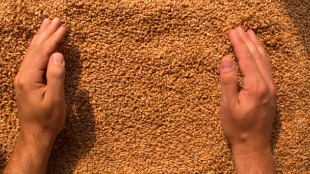 Mani che afferrano il grano al rallentatore
 - Filmati, video