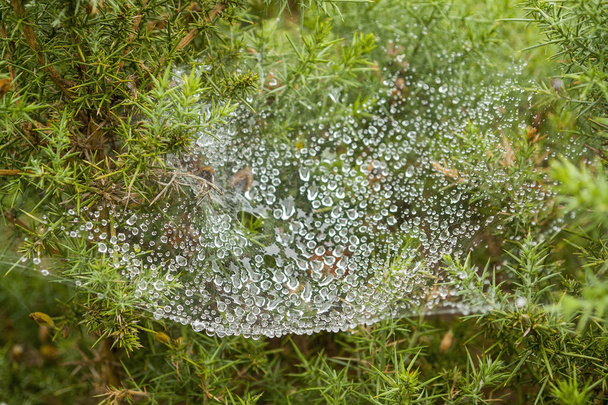 märkä hämähäkinverkko yksityiskohta
 - Valokuva, kuva