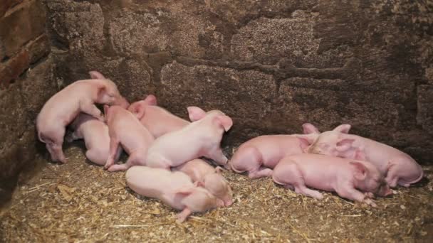 junge Schweine schlafen nach dem Essen im Stall - Filmmaterial, Video