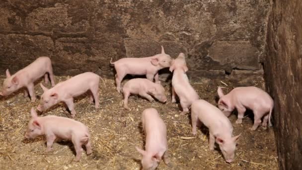 Jonge varkens bewegen in een pen na het eten - Video