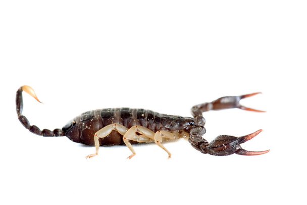 Escorpión marrón
 - Foto, imagen