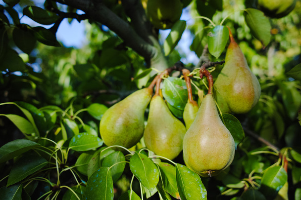 Peras frescas en la rama
 - Foto, Imagen