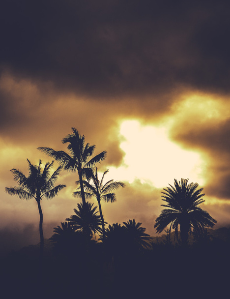 夕暮れのレトロなスタイル ハワイ パームス - 写真・画像