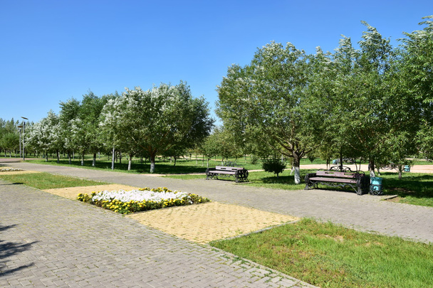 park on the background of a green lawn - Foto, afbeelding
