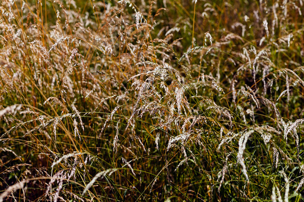 grama alta marrom em um campo
 - Foto, Imagem