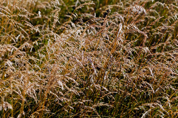 коричнева висока трава в полі
 - Фото, зображення