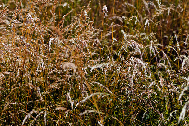 бурая высокая трава в поле
 - Фото, изображение