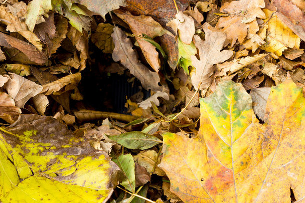 Podzimní listí zobrazení - Fotografie, Obrázek