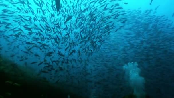 Escuela de peces tropicales en arrecife en busca de comida. - Metraje, vídeo