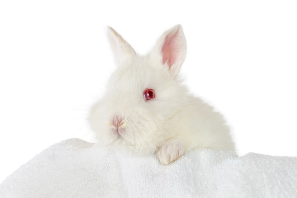 biały baby królik - Zdjęcie, obraz