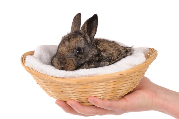 Grey baby rabbit - Фото, изображение