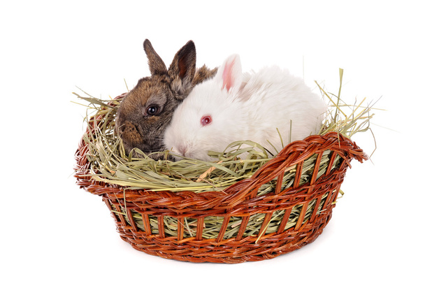 weiß-graues Kaninchenbaby - Foto, Bild