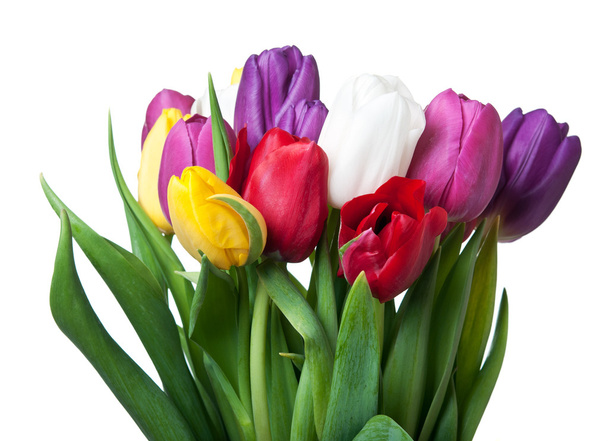 Bouquet of tulips - Fotó, kép