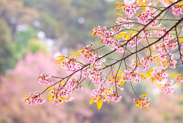 Spring cherry blossoms on pink background - Photo, Image