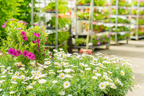 Green house flower shop at garden centre - Фото, зображення