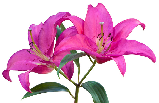 mooie roze lily - Foto, afbeelding