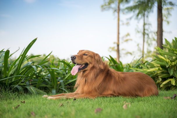 The golden retriever lying on the grass - Photo, Image