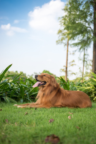 The golden retriever lying on the grass - Photo, Image