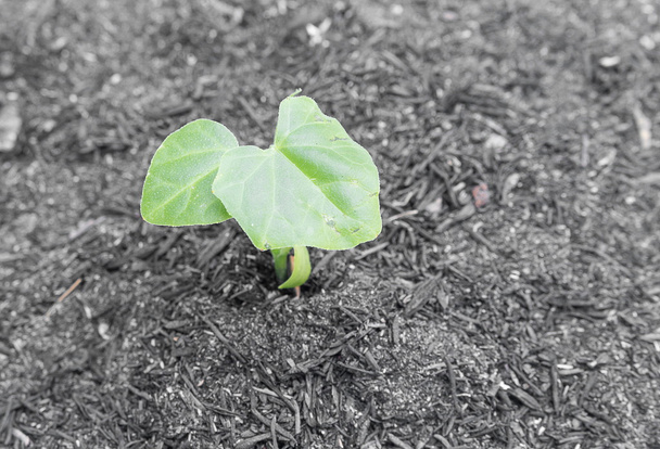 küçük yeşil fide Ivy Gourd - Fotoğraf, Görsel