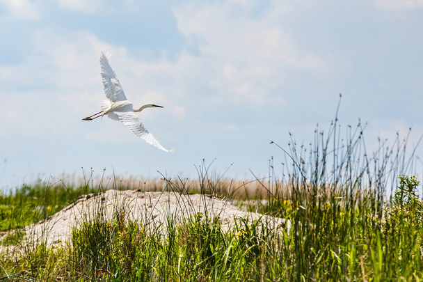 Flying little egret in Danube Delta - Valokuva, kuva