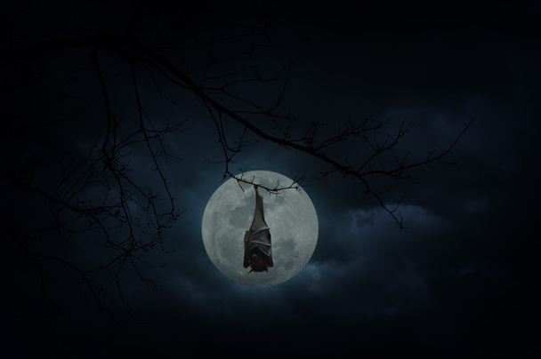 Murciélago dormir y colgar en el árbol muerto sobre la luna y el cielo nublado, Myster
 - Foto, Imagen