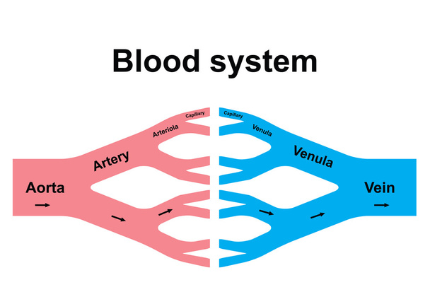 Sistema circulatorio sanguíneo
 - Vector, imagen