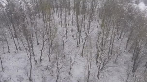 vue aérienne de la forêt en hiver
 - Séquence, vidéo