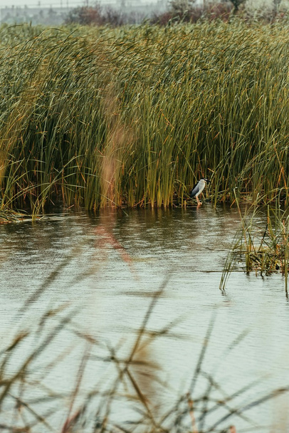 Chodzenie w jeziorze ptak - Zdjęcie, obraz