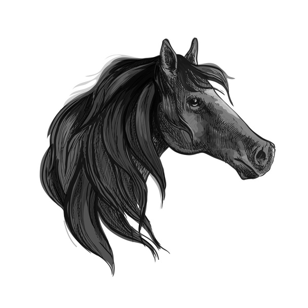 Μαύρο άλογο σκίτσο της Αραβικής φοράδα - Διάνυσμα, εικόνα