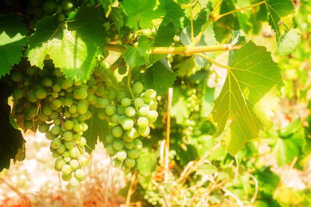 fehér szőlő termesztése - Fotó, kép