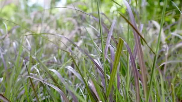 Fountaingrass imbolygott a szélben - Felvétel, videó