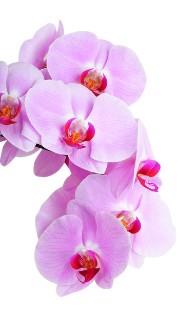 Pinkki orkidea kukka
 - Valokuva, kuva