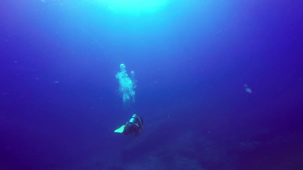 Onderwater schieten van een scuba duikers zwemmen in een helder blauw water. - Video