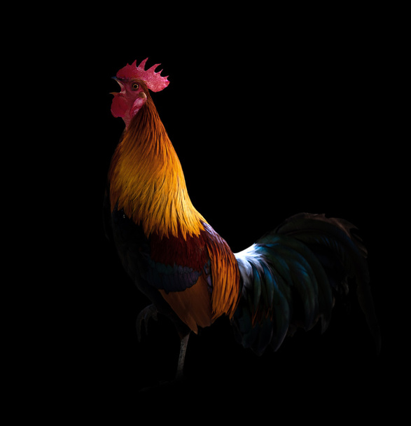 gallo en la oscuridad
 - Foto, imagen
