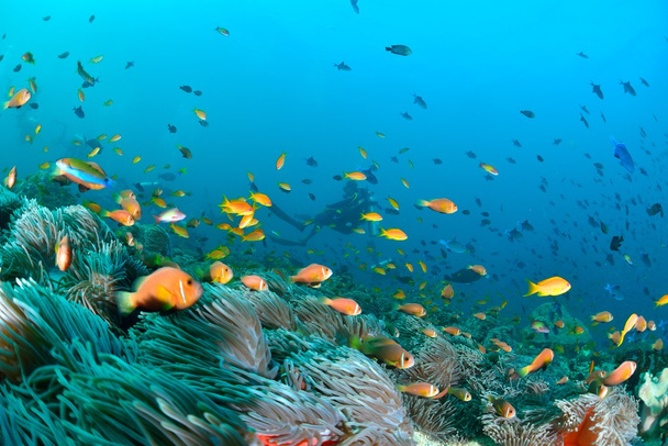 Maldív-szigetek anemonefish gyarmat - Fotó, kép