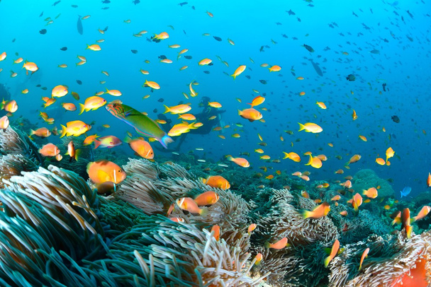 Колонія Мальдіви anemonefish - Фото, зображення