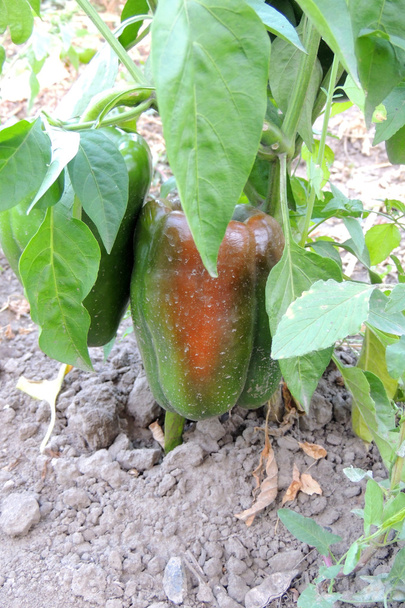 Paprika im Garten - Foto, Bild