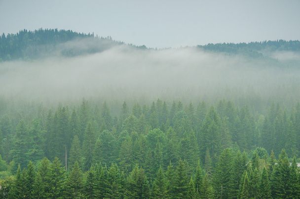 thick morning fog in the summer forest. - Fotografie, Obrázek