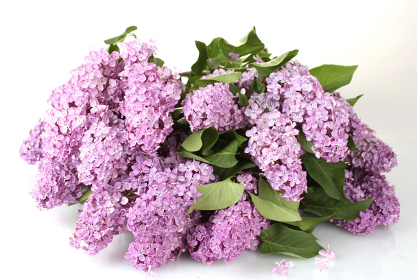 Beautiful lilac flowers isolated on white - Foto, Imagem
