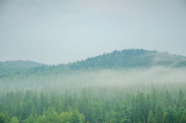 thick morning fog in the summer forest. - Fotó, kép
