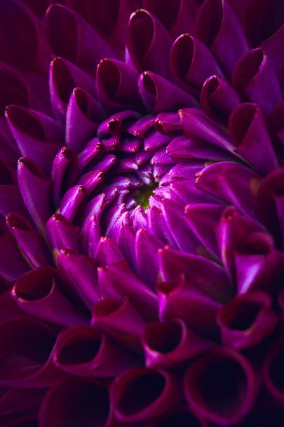 Dalia púrpura de cerca
 - Foto, Imagen