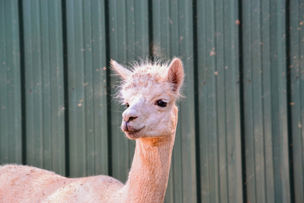 Portret van een alpaca - Foto, afbeelding