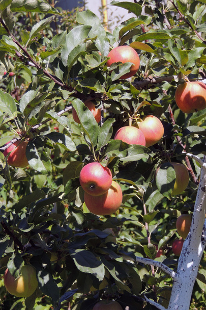 jablka na stromě - Fotografie, Obrázek
