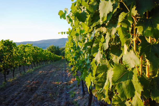 Tuscany hills vineyards, Italy - Photo, Image