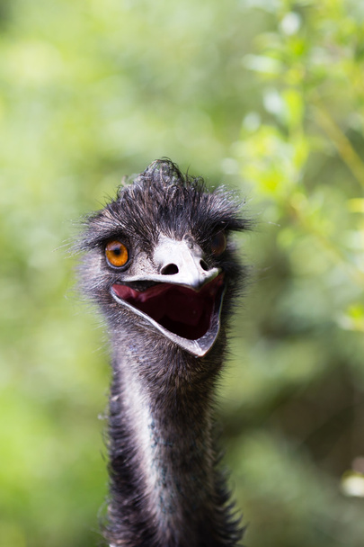 Portrait of young  Emu a Zoo. - Foto, immagini